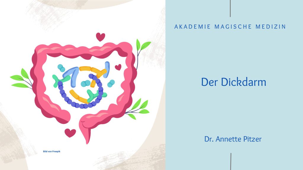 Akademie magische Medizin
Dickdarm