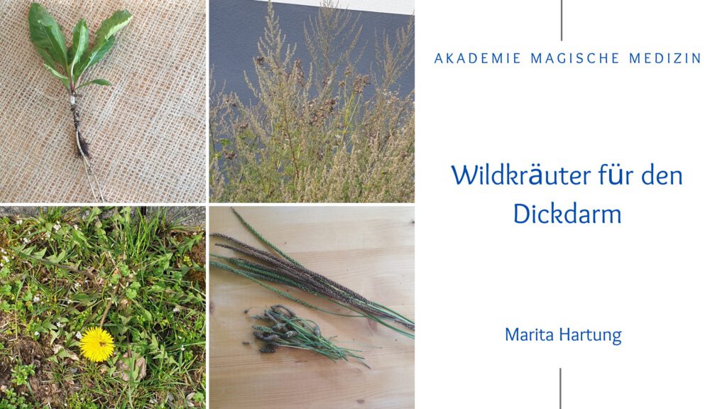 Akademie magische Medizin 
Wildkräuter