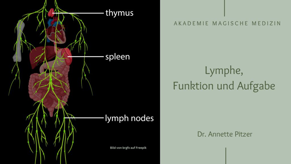 Akademie magische Medizin
Lymphe