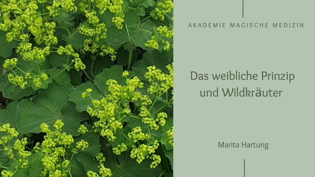 Akademie magische Medizin 
Wildkräuter