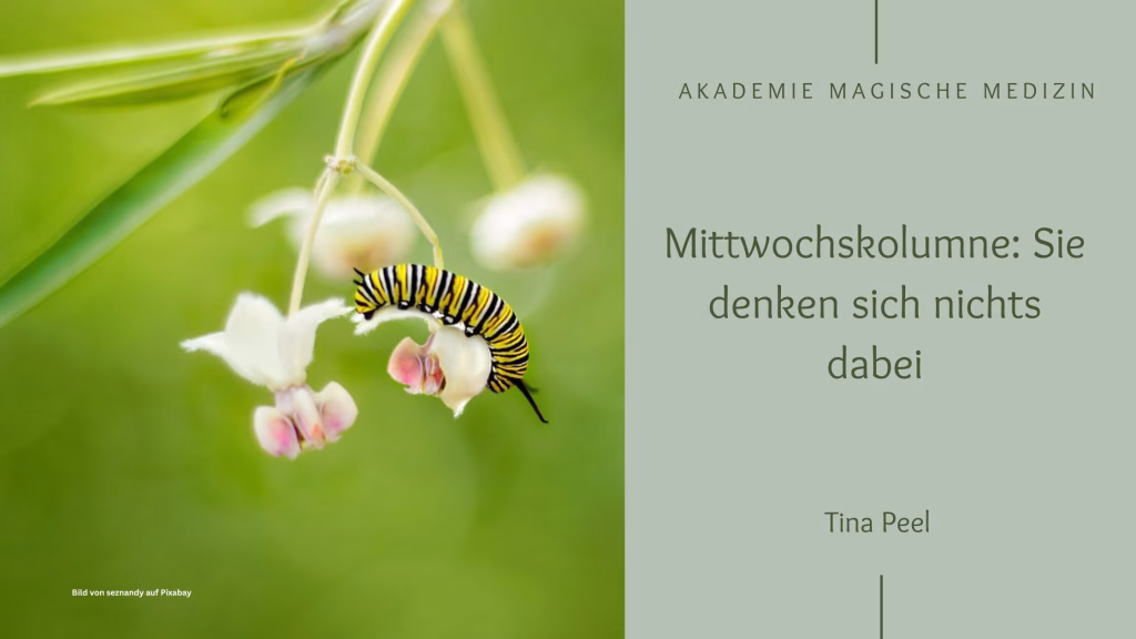 Schmetterlingsraupe auf einer Blüte.
Mittwochskolumne