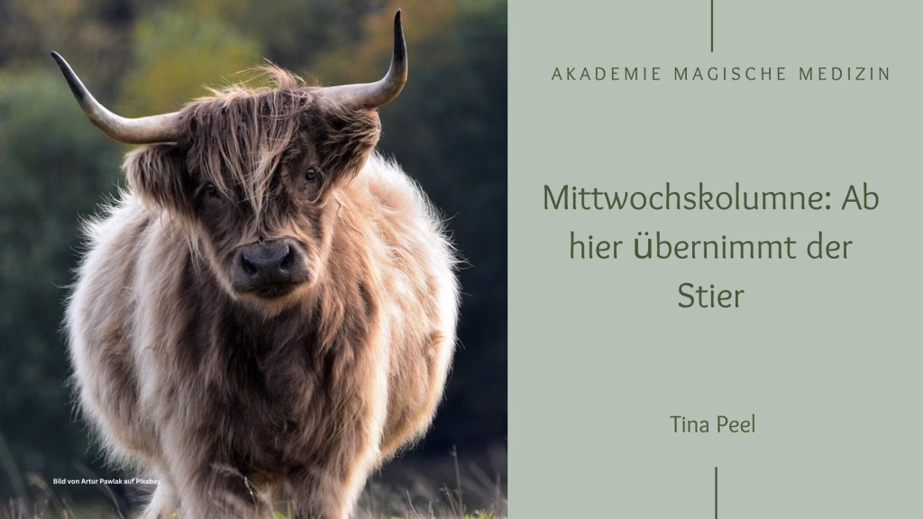 Stier auf einer Wiese
Mittwochskolumne