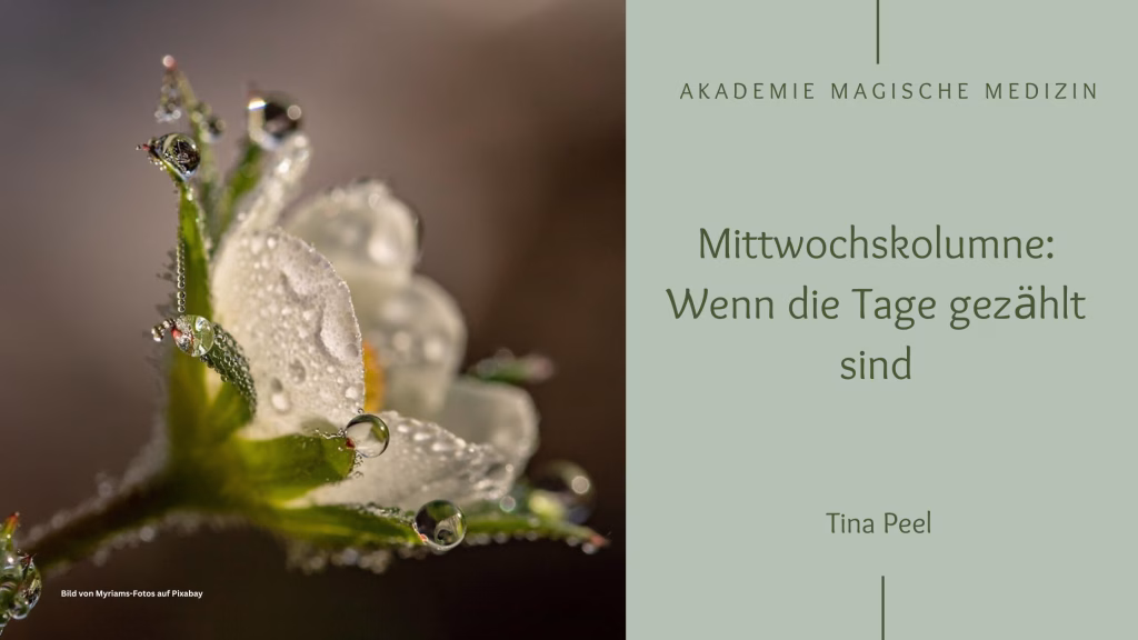 Mittwochskolumne: Wenn die Tage gezählt sind
Blüte mit Wassertropfen