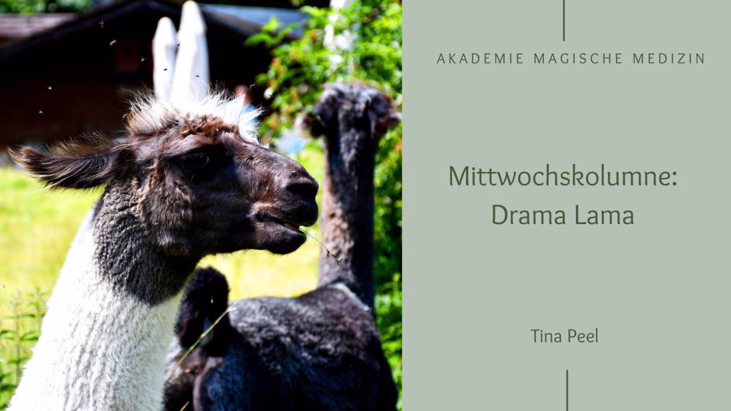 Mittwochskolumne Lama